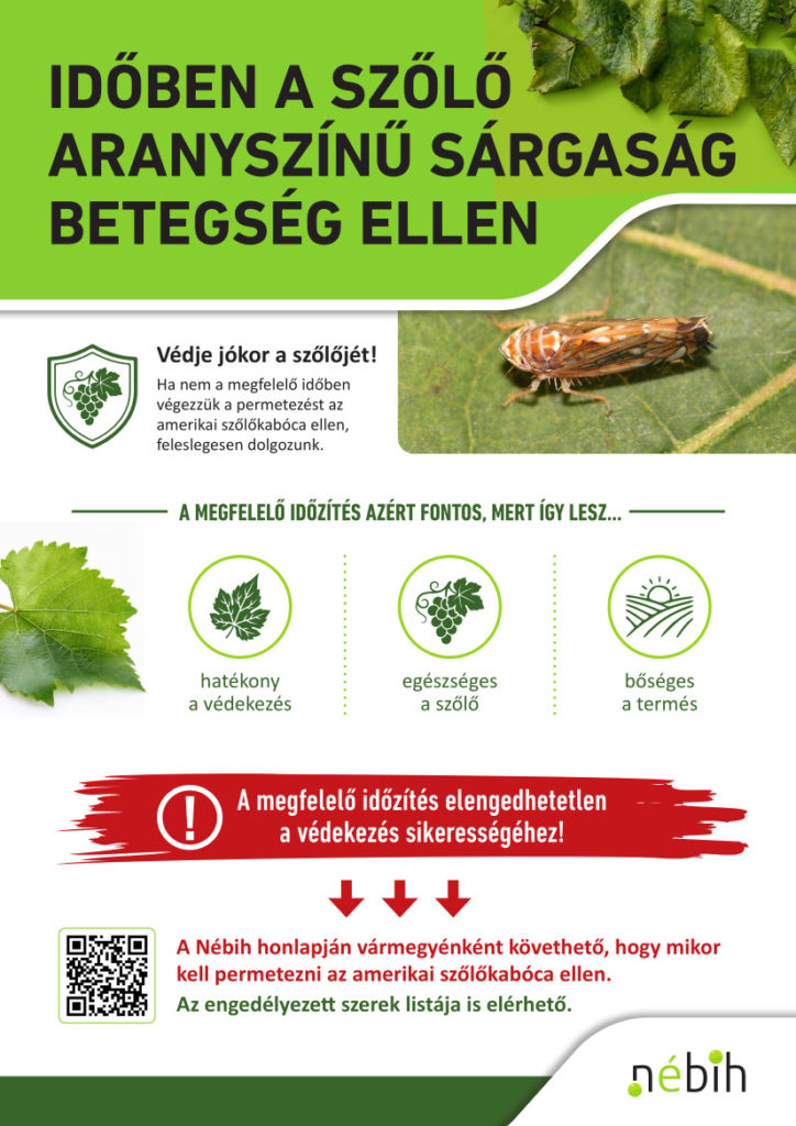 Időben a szőlő aranyszínű sárgaság betegség ellen