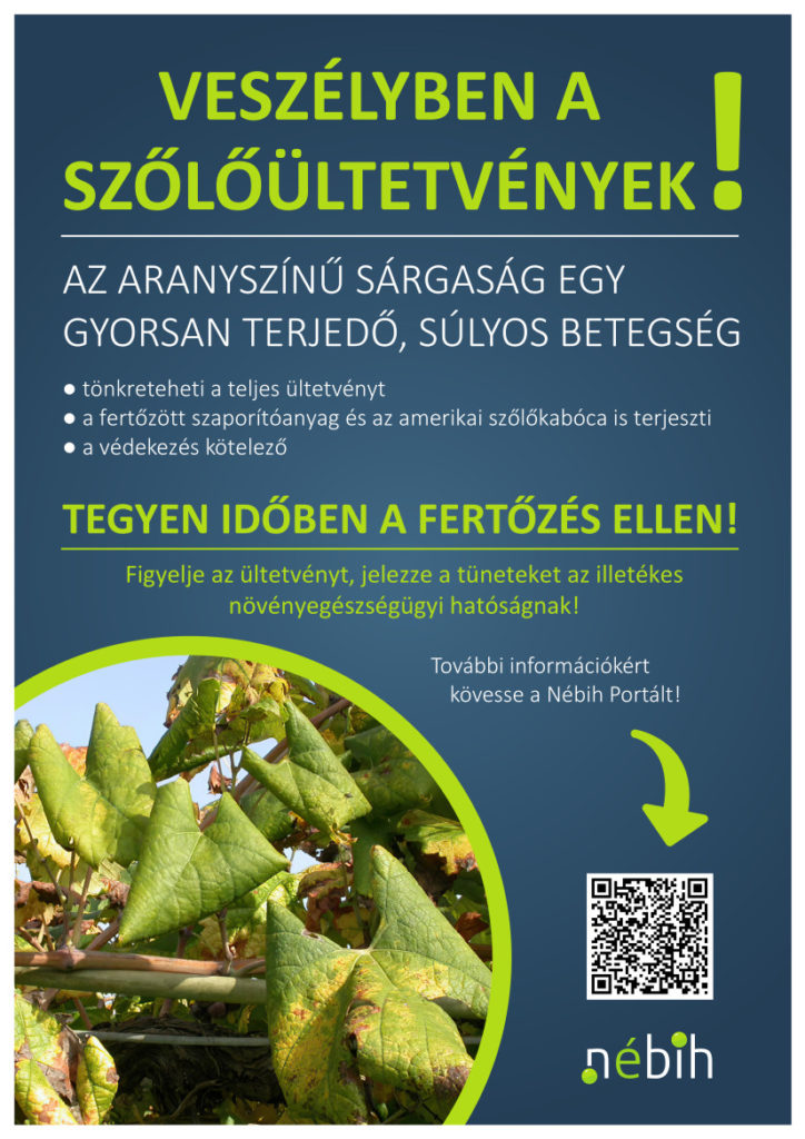 Veszélyben a szőlőültetvények